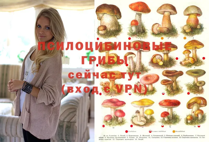 где найти наркотики  Каменка  Галлюциногенные грибы Psilocybe 